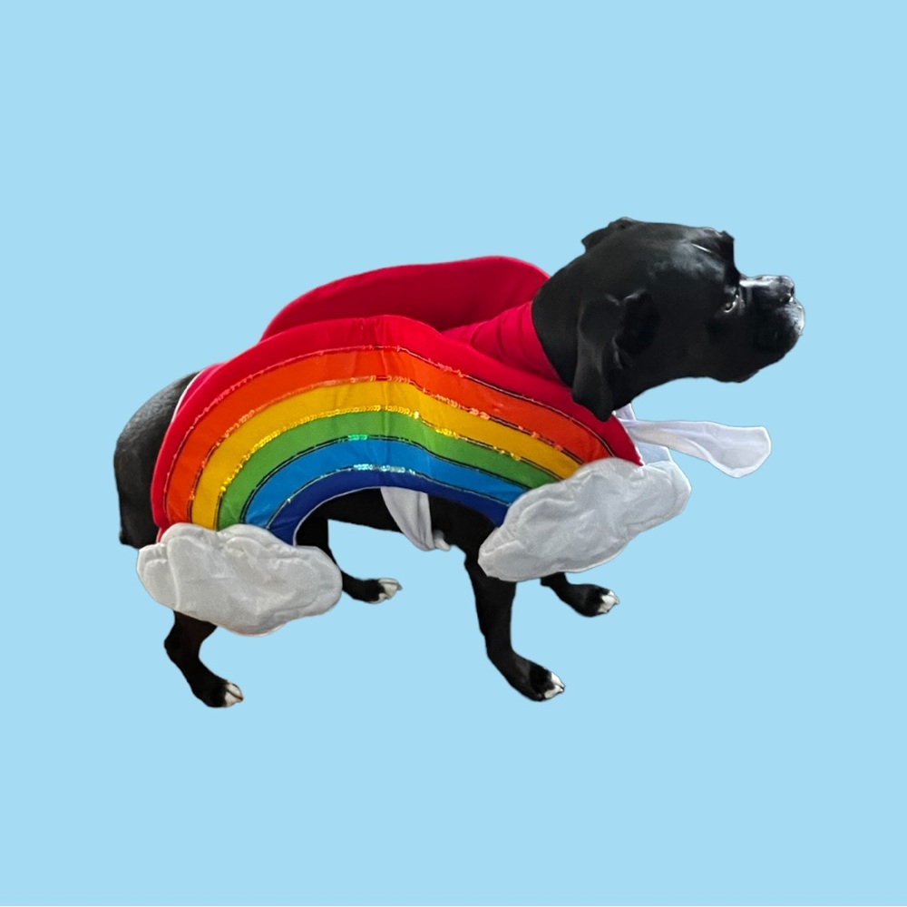 Rainbow 🌈 Dog Costume